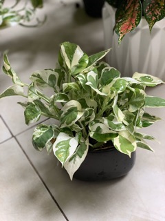 Cây trầu bà cẩm thạch