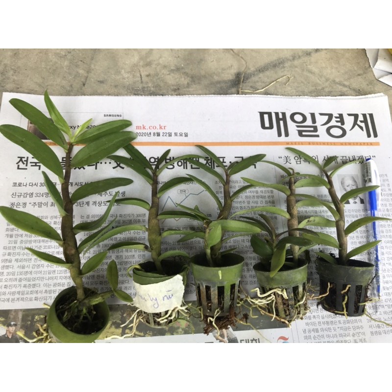 Phi điệp gieo hạt Nù Taly cây giống