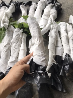 Combo 5 cây dương xỉ cẩm thạch 100k