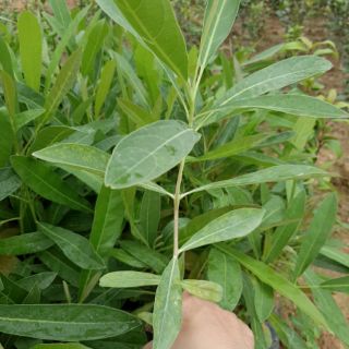 Cây giống chuông vàng