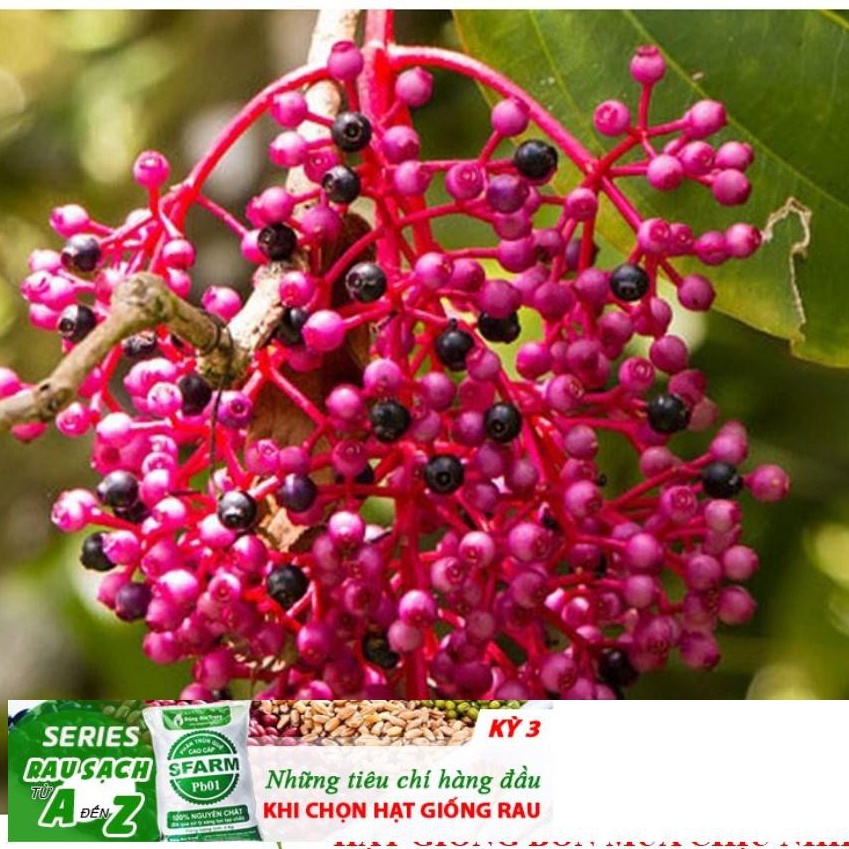 Hạt giống nho hồng Châu Á- Showy Asian Grapes 10 hạt