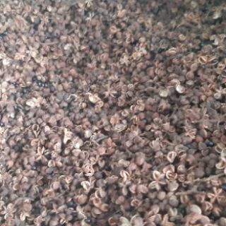 (1kg) Mắc khén Loại I