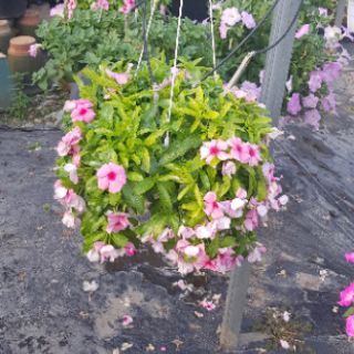 Dừa Cạn Siêu Hoa, Hàng Chịu Nắng Cao