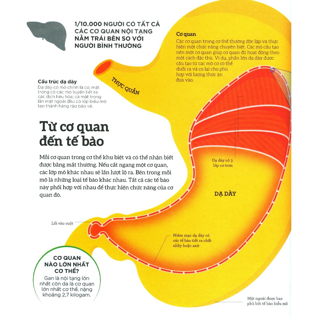 Sách Nhã Nam - How the body works - Hiểu hết về cơ thể