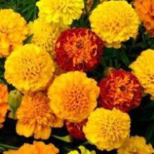 Hạt giống hoa cúc vạn thọ mix màu 50 hạt nhiều màu