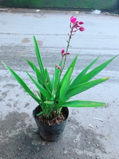 Cây Lan Đất Có Hoa Màu Tím