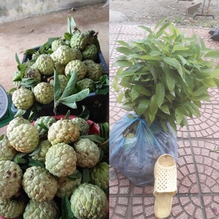 Combo 5 cây na dai hoặc cây na bở giống