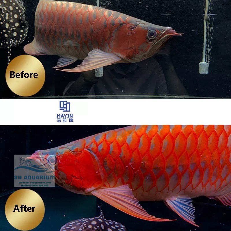 ĐÈN LED CÁ RỒNG MAYIN SUPER COLOUR PLUS 2 CHẾ ĐỘ CHUYÊN DỤNG CHO BỐI 112CM