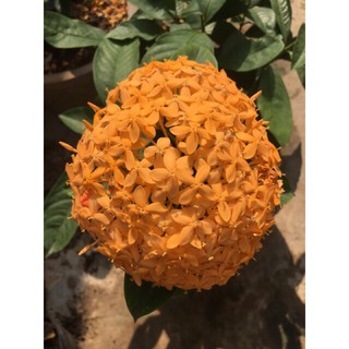 (1 chậu) Cây bông trang mỹ cam vàng ( hoa mẫu đơn )