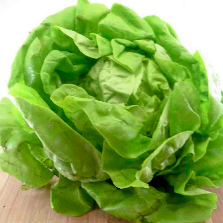 Hạt Giống Xà Lách Búp ITALIA (2g)