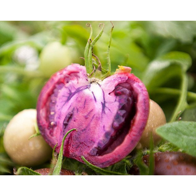 Hạt Giống Cà Chua Tím  - Dinh Dưỡng, Năng Suất Cao - MUA 3 TẶNG 1 CÙNG LOẠI