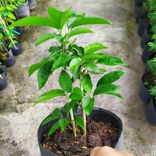 Cây lan tỏi cây nhỏ