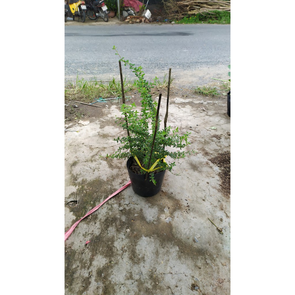 Cây hàm hương