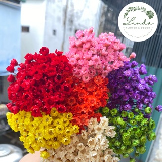 ❤️FREESHIP❤️[HOA KHÔ ĐẶC BIỆT] Tuyết nhiệt đới Glixia 7 màu nhập khẩu Brazil