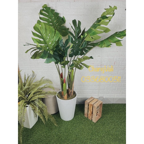 Cây giả-cây trầu bà tay phật-Mai Rùa có hoa ,decor trang trí nội thất