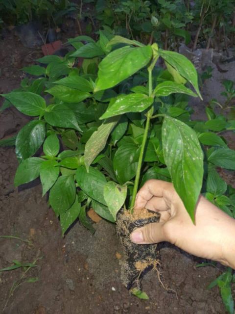 Cây cẩm tím. Cẩm đỏ