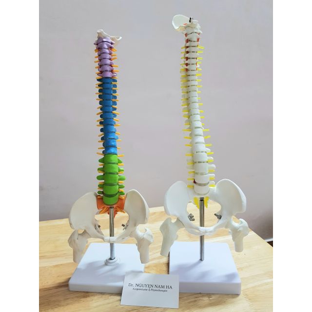 MÔ HÌNH CỘT SỐNG 45CM
