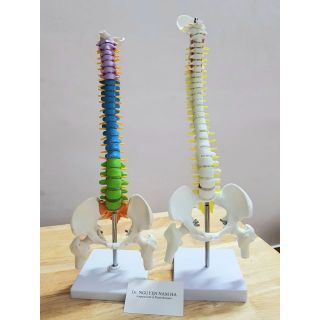MÔ HÌNH CỘT SỐNG 45CM