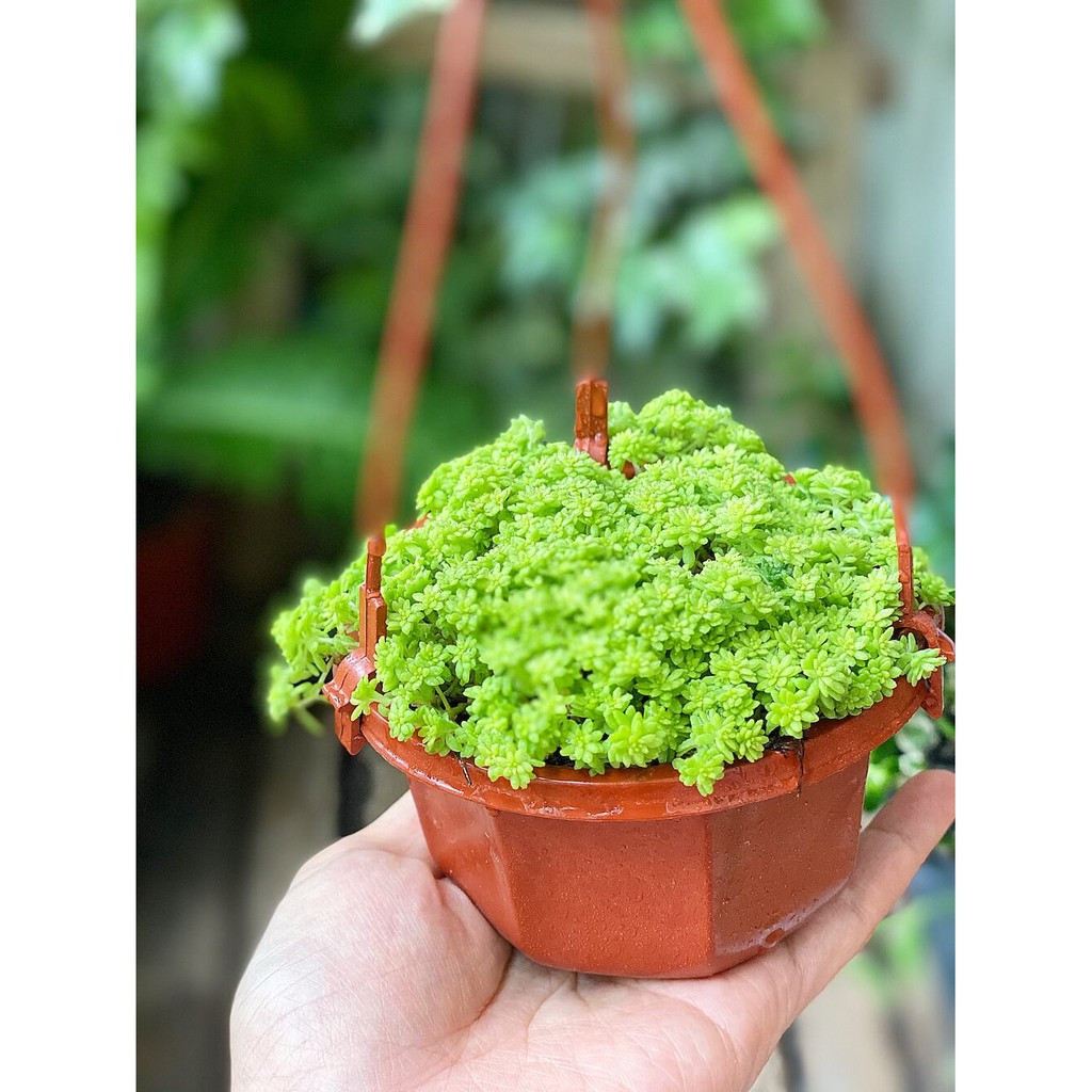 Cây Sedum japonicum ‘Tokyo Sun’ (Nhật Bản Cảnh Thiên) chậu nhựa treo