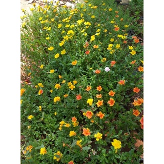 1kg cành hoa sam mix đủ màu sắc đơn và kép