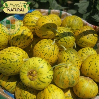 Hạt giống dưa bở thơm