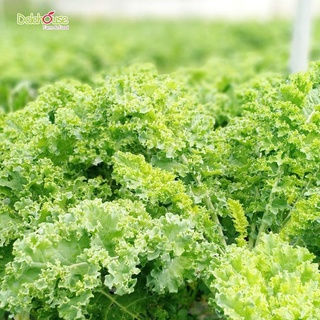 Bột Cải Xoăn ( Kale ) Dalahouse ( Hộp 20 gói ) - Sấy Lạnh Nguyên Chất Giàu Chất Xơ