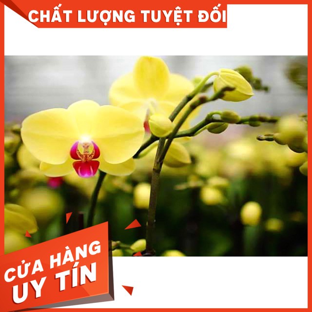 10 cây hồ điệp giống