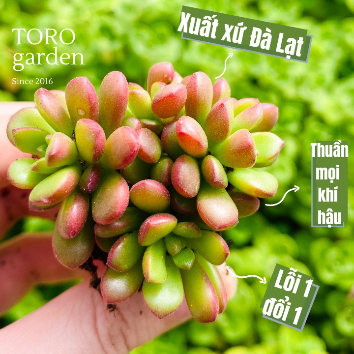 SEN ĐÁ SEDUM CAM ĐÀ LẠT SIZE MINI, SIÊU KHOẺ ĐẸP, THUẦN MỌI KHÍ HẬU, HƯ 1 ĐỔI 1