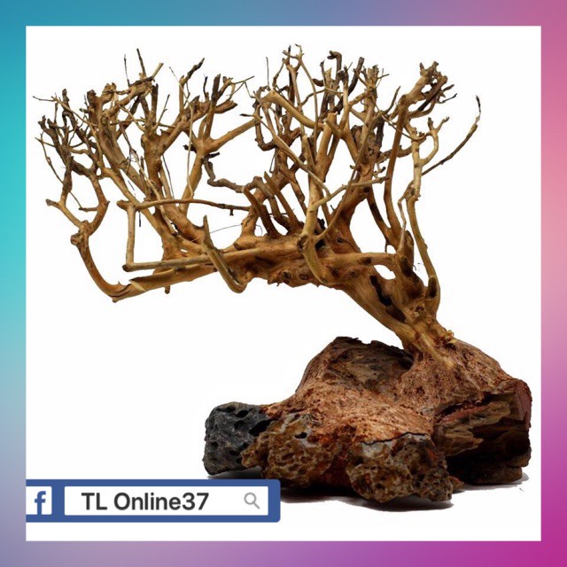 Lũa bonsai đồng giá 89K - [ Xưởng Thủy Sinh TS Online37 ]