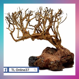 Lũa bonsai đồng giá 89K - [ Xưởng Thủy Sinh TS Online37 ]