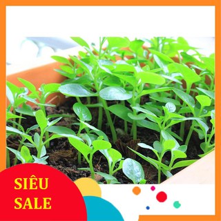 20g Hạt giống Mồng tơi (tặng gói Kích nẩy mầm và Hướng dẫn)