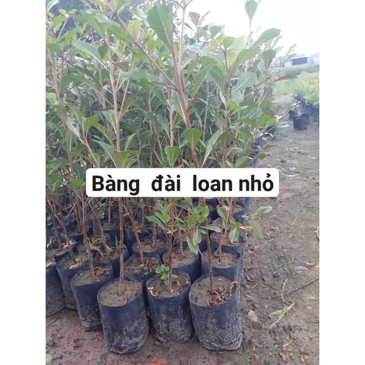 1kg Hạt giống bàng đài loan