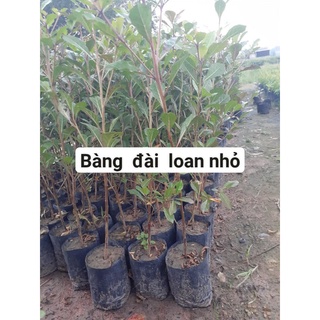 100gram hạt giống bàng đài loan