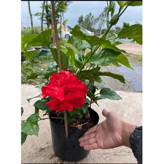 Chậu cây giống hoa dâm bụt Thái lùn cánh Kép có chọn được màu - có 4 màu: Đỏ, Cam, Vàng, Hồng