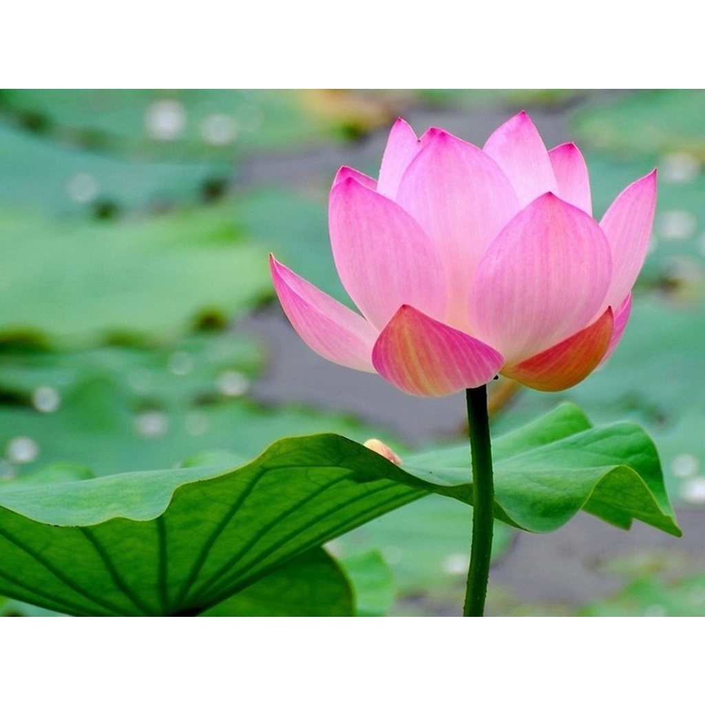 Hạt giống hoa Sen Ta(Hồ Tây) - Nảy mầm tốt - Tặng kèm 1 gói bón lá và 1 gói kích nảy mầm, có tờ hướng dẫn trồng
