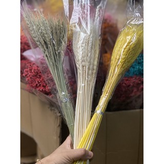 Lúa mạch ( bó 50 cành )
