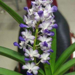 Lan hải yến lai trưởng thành sắp hoa