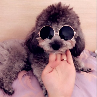 KÍNH MẮT CHO MÈO CƯNG