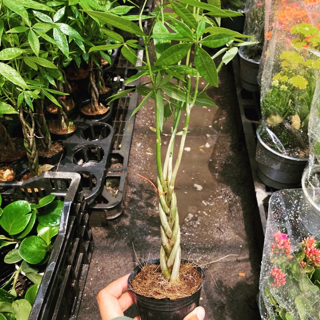 KIM NGÂN THÂN XOẮN MINI