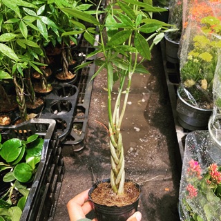 Kim ngân thân xoắn mini