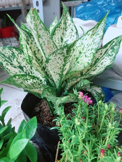 Ngọc ngân size lớn