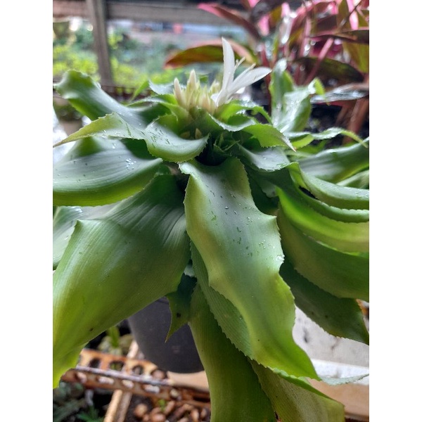 Cây sao thổ - hoa thơm   mang lại sự may mắn.