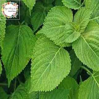 Hạt giống rau thơm mè lá mè hàn quốc - gói 1 gram