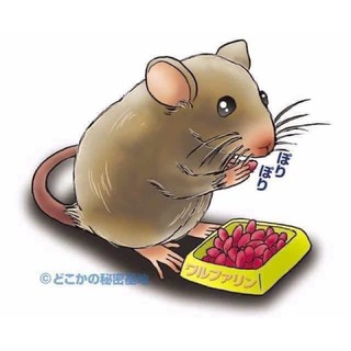 Thức Ăn Tiêu Diệt Cả Đàn Chuột