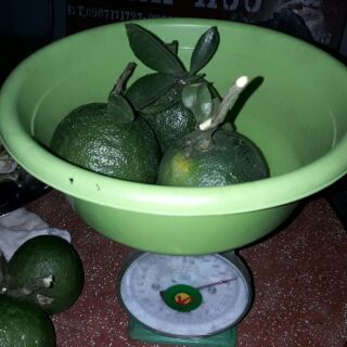 Phân bón vi lượng - Tonic A1