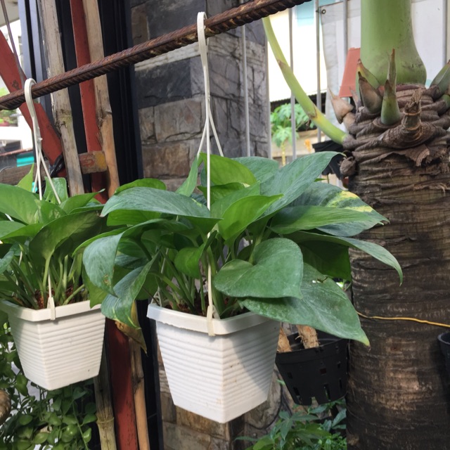 Trầu bà thái (chậu nhỏ)