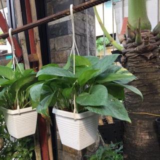 Trầu bà thái