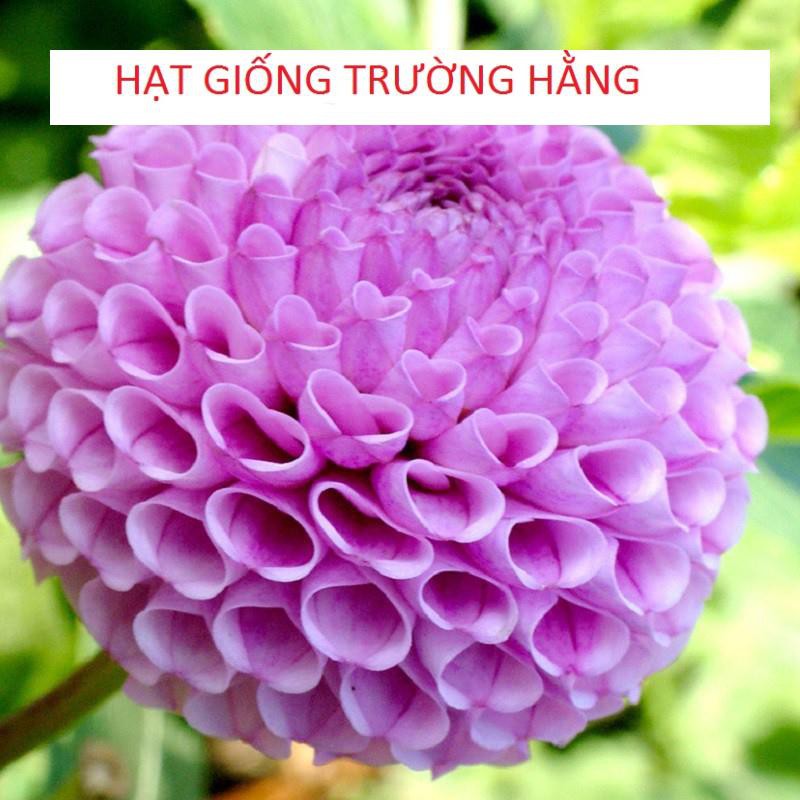 HẠT GIỒNG HOA THƯỢC DƯỢC TÀN ONG ĐẾN MÙA TRỒNG ĐÓN TẾT