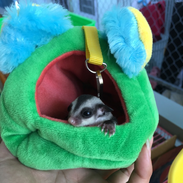 Túi ngủ cho sóc con, túi ngủ cho sóc bay úc con 150k