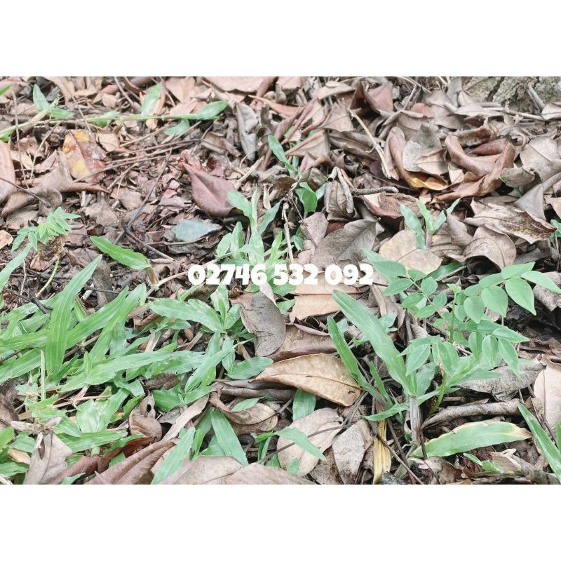 COMBO 100 HẠT GIỐNG GỖ SƯA ĐỎ  QUÝ